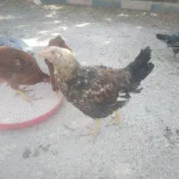 نیمچه خروس محلی درشت ۴ماهه