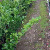 یاس هلندی|گل و گیاه طبیعی|سنگر, |دیوار