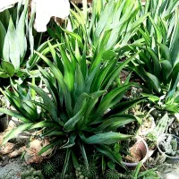 گل های آپارتمانی وکاکتوس های زیبا بفروش میرسد