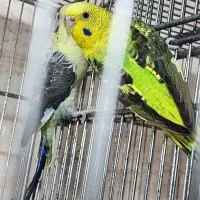 مرغ عشق گم شده