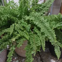 سرخس و سانسوریا پتوس دیفن گندمی یوکا ناز کاکتوس