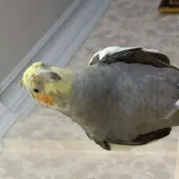 عروس هلندی گم شده|پرنده|خاش, |دیوار