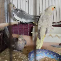 جوجه عروس دان خوار