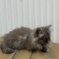 بچه گربه بریتیش