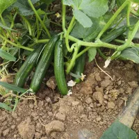 فروش بذر خیار اصلاح شده هیبرید|خدمات باغبانی و درختکاری|مریوان, |دیوار