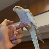 عروس هلندی ماده