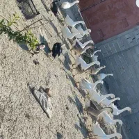 قوقاز لیندا قو قاز افریقای|حیوانات مزرعه|گرگان, |دیوار