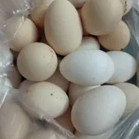 تخم مرغ محلی و نطفه دار
