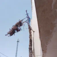 هرس قطع درخت برش درخت هرس خریدار چوب