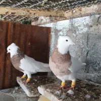 طوقی|پرنده|دهدشت, |دیوار