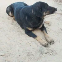 واگذاری سگ ماده نگهبان|سگ|سمنان, |دیوار