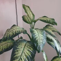 دیفن باخیا و شفلرا|گل و گیاه طبیعی|محمدشهر, شهرک چمران|دیوار