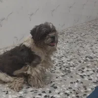 سگ پاکوتاه