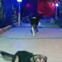 واگذاری سگ قدرجونی|سگ|ابریشم, |دیوار