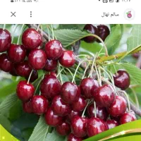 نهال البالو فرنگی .ومجاری