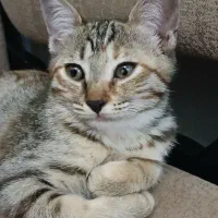 فروش دو تا گربه ۴ ماهه