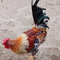 دو عدد خروس گلین