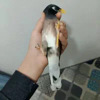 مینا. دستی سخنگو عروس هلندی نر معاوضه