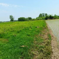 فروش زمین شالیزار ۱۴۵۰ متری/ خمام معاوضه با ماشین|فروش زمین و ملک کلنگی|خشکبیجار, |دیوار