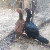 مرغ و خروس لاری