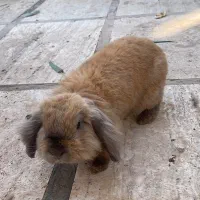 خرگوش
