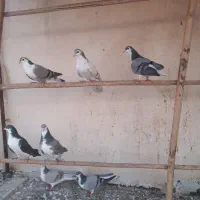 کبوتر دمگیر