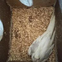 عروس هلندی مولد