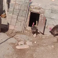 یک جفت خروس لاری دورگ