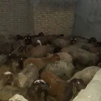 ۳۸ راس گوسفند وبره|حیوانات مزرعه|بلبان آباد, |دیوار