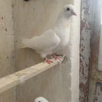 8عدد کفتر روزگاری همه را تیر لب استخر گرفتم آخرت.|پرنده|محلات, |دیوار
