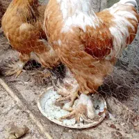 جوجه ویاندوت برهما لهستانی ایام سمانی مرغ و خروس|حیوانات مزرعه|رشت, گیل|دیوار