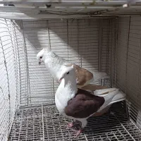 کفتر|پرنده|مشهد, نیزه|دیوار