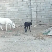 خر با کرش