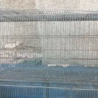 جوجه پران محکم