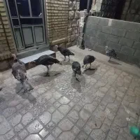 بوقلمون