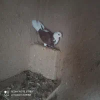 ۱۳ عدد کفتر پرشی روزگاری|پرنده|گلپایگان, |دیوار