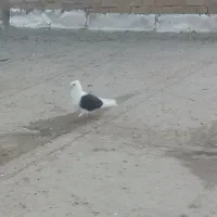 نردوکت سیاه