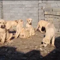 فروش 6عدد توله پژدر 4ماهه