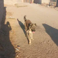 سلام یک عدد کوچ ۱۰ماهه سرابی|سگ|درمیان, |دیوار