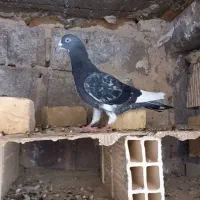 قره