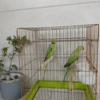 طوطی ملنگو نیمه رام