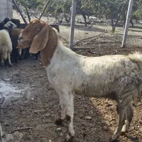 نر بره  و بز چاق خمیر|حیوانات مزرعه|گرگان, |دیوار