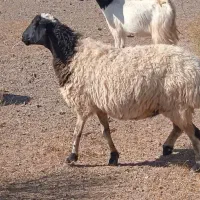دوعددمیش جوان