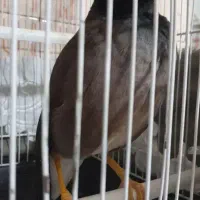 مرغ مینا
