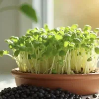 قرماش نهاوندی بار نو|لوازم جانبی حیوانات|تهران, هرندی|دیوار