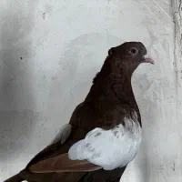 سینه تافته ای نر