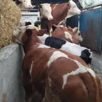 دامزنده قرینطنه شده گوساله پرواری|حیوانات مزرعه|تهران, جوادیه تهرانپارس|دیوار