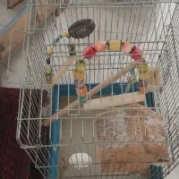 قفسه عروس هلندی