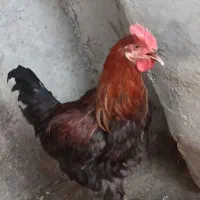 خروس