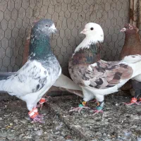 کبوتر پررشی